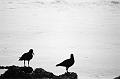 Oystercatchers, Red Rock AAA020